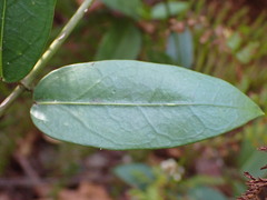 Leichhardtia suaveolens