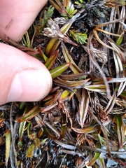 Astelia linearis