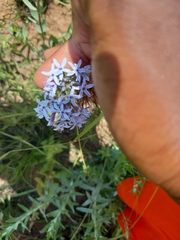 Pentanisia prunelloides