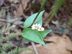 Leichhardtia suaveolens