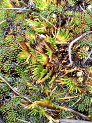 Oreobolus pectinatus