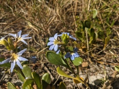 Scaevola calendulacea