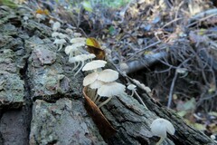 Phloeomana alba