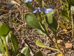Scaevola calendulacea