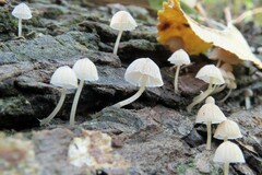 Phloeomana alba