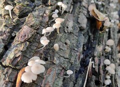 Phloeomana alba