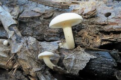 Ossicaulis lignatilis