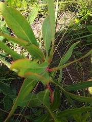 Protea caffra caffra