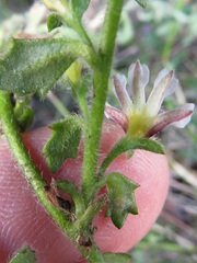 Scaevola hookeri