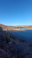 Stenocereus thurberi