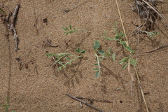 Corethrodendron fruticosum