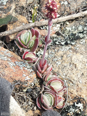 Crassula tomentosa
