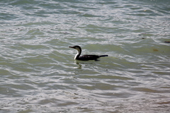 Phalacrocorax varius varius