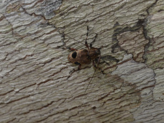 Priscilla hypsiomoides