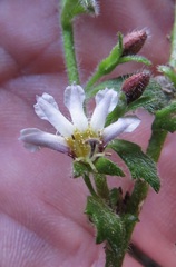 Scaevola hookeri
