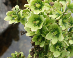 Veratrum lobelianum