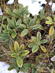 Brachyglottis revoluta