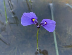 Utricularia beaugleholei