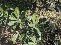 Banksia integrifolia