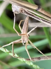 Pisaurina dubia