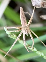 Pisaurina dubia