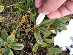 Brachyglottis revoluta