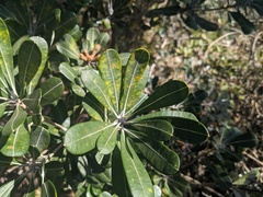 Banksia integrifolia