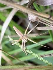 Pisaurina dubia