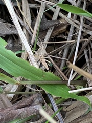 Pisaurina dubia