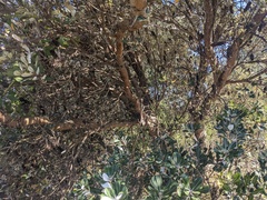 Banksia integrifolia
