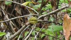 Phylloscopus maculipennis