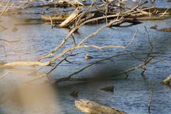Poliocephalus poliocephalus