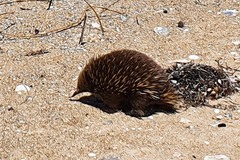 Tachyglossus aculeatus setosus