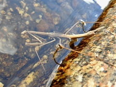 Archimantis brunneriana
