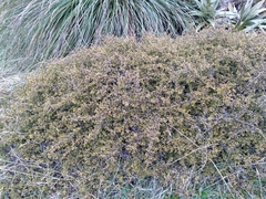 Coprosma cheesemanii