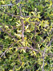 Coprosma cheesemanii