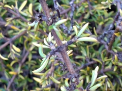 Coprosma cheesemanii