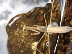 Archimantis brunneriana