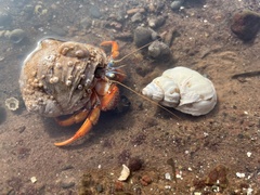 Pagurus acadianus