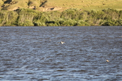 Podiceps cristatus australis