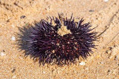 Heliocidaris erythrogramma