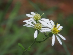 Aster ageratoides scaberulus