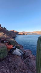 Ferocactus emoryi emoryi