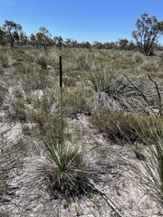 Xanthorrhoea caespitosa