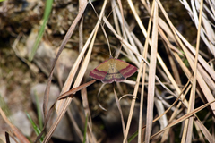 Phytometra viridaria