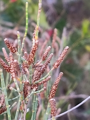 Allocasuarina humilis