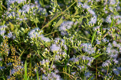 Chromolaena odorata