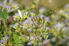 Chromolaena odorata