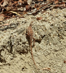 Diporiphora