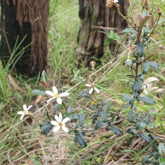 Olearia erubescens